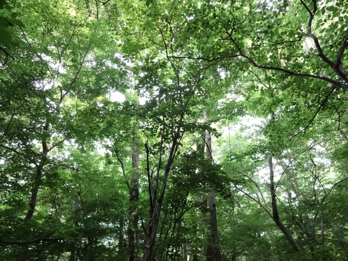 箱根仙石原の森の自然と心と体の緊張を解き放す