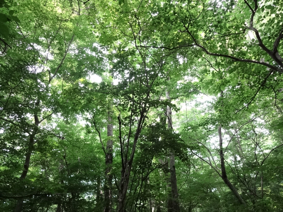 箱根仙石原の森の自然と心と体の緊張を解き放す