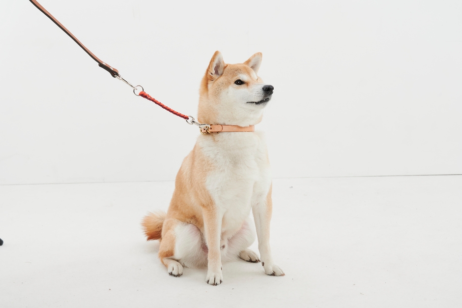 直接首回りに触れず、サッとリードが装着でき、お散歩前のお悩みが解決!