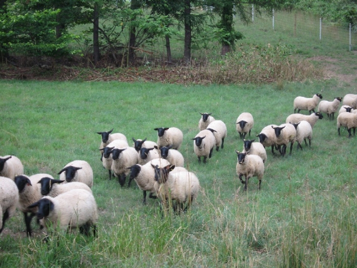 赤平めん羊牧場 放牧風景(2)