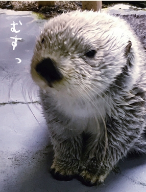 むすっパタ(掲載写真)