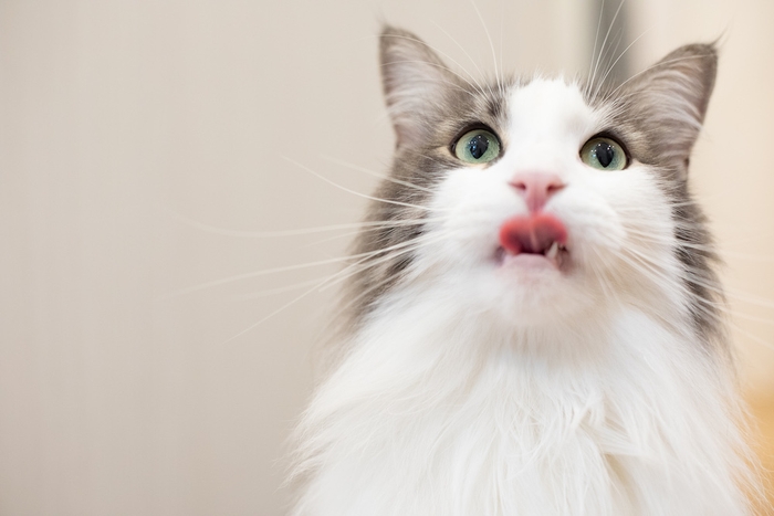 猫ちゃんもおかわりを催促