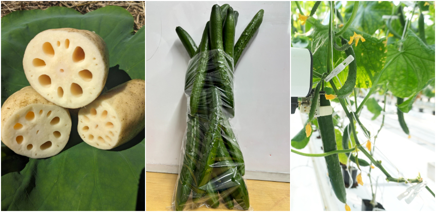 茨城県産のれんこん・きゅうり詰め放題