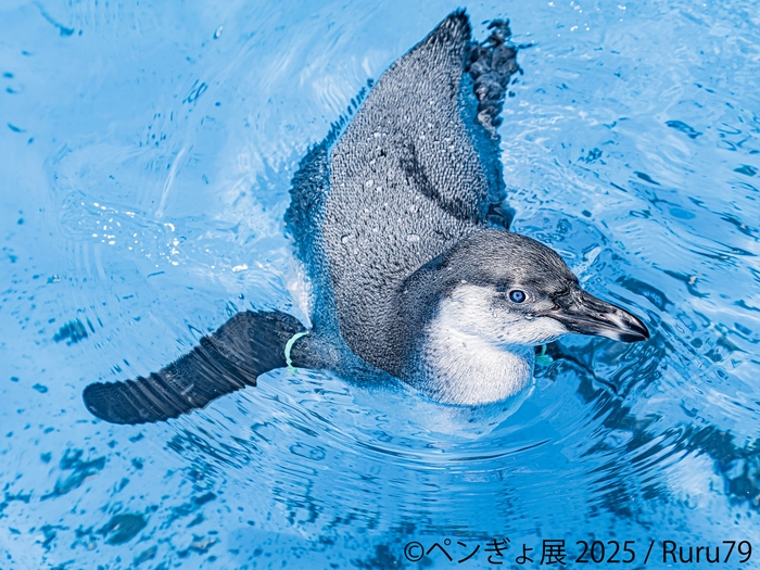 ペンギン 展示作品：Ruru79