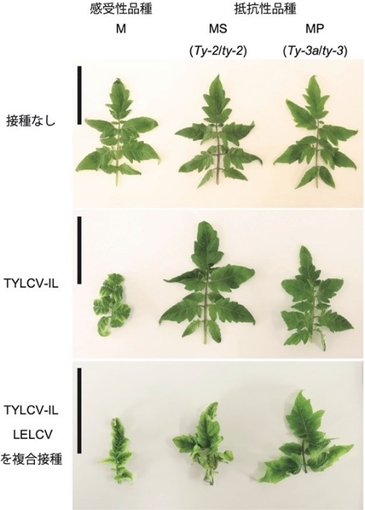図1 ウイルス接種の有無によるトマトの葉の比較 ウイルスを接種していないトマトの葉では、感受性品種と抵抗性品種で葉の形態に違いはない。また、TYLCV-ILが感染した感受性品種であるMでは黄化葉巻症状が認められるが、抵抗性遺伝子であるTy-2を有するMSやTy-3aを有するMPでは、明確な発病は認められない。一方で、LELCVとTYLCV-ILが複合感染したトマトでは、感受性のMだけでなく、抵抗性遺伝子を持つMSやMPにおいても黄化葉巻症状が認められる。