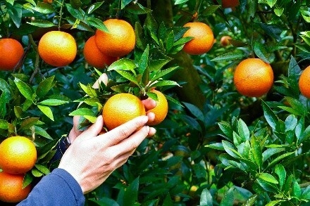 奄美大島の黒糖焼酎「里の曙」と、島育ちのフルーツ「たんかん」を丁寧に乾燥させた素材を組み合わせ、自宅で“自分だけのクラフトリキュール”を漬け込める体験を提供