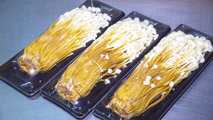 雪割茸