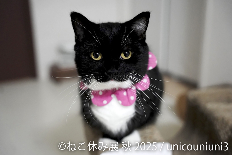 展示作品：unicouniuni3