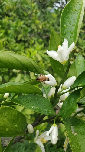 今年のみかんの花はそこまで花つきがよくなかったが、天候には恵まれた