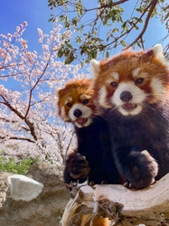 「屋内型動物園 わくわく動物村」、「ワンダーガーデン」営業終了および感謝イベント開催について