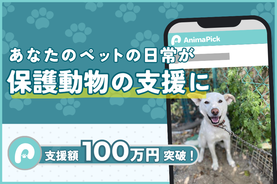 あなたのペットが保護犬猫の命をつなぐ―動物専用SNS『AnimaPick』、無料でできる新しい支援の形