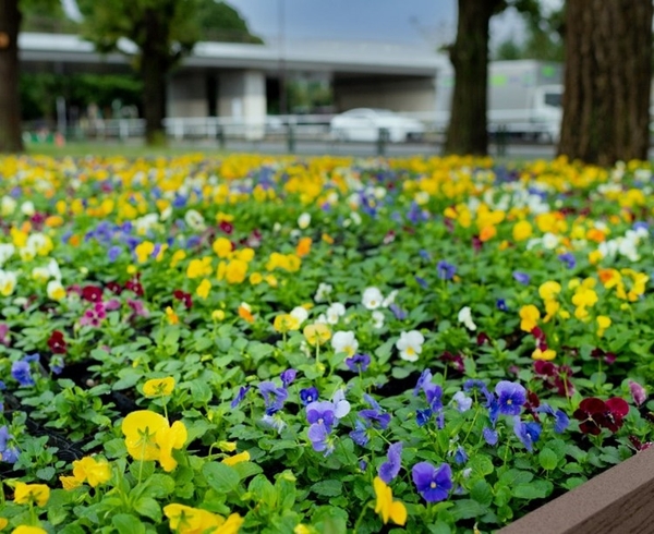 パンジー花壇(昨年の様子)