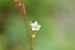 モウセンゴケ　花