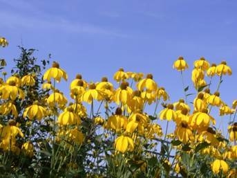ルドベキア (7月下旬~9月下旬)