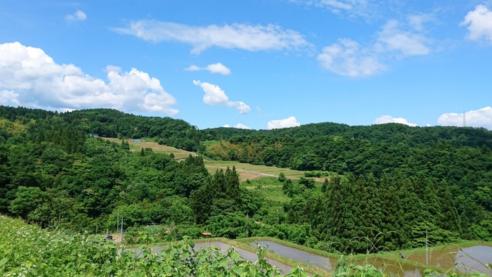 富山市の棚田で育てました