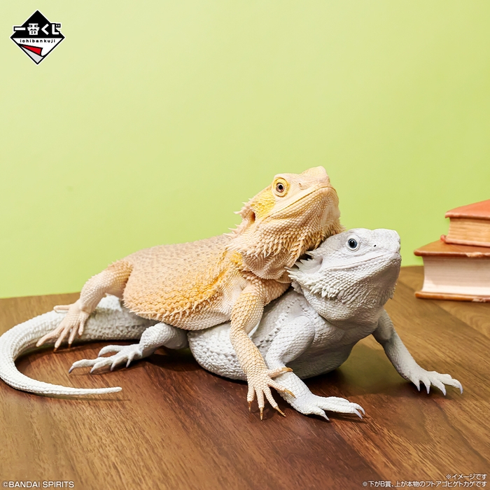 B賞:フトアゴヒゲトカゲ フィギュア ハイポゼロ(イメージ2)