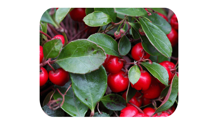 配合精油：ウィンターグリーン（ヒメコウジ葉油）※芳香成分として