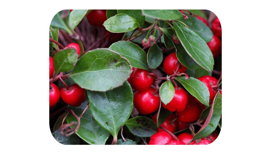 配合精油：ウィンターグリーン（ヒメコウジ葉油）※芳香成分として