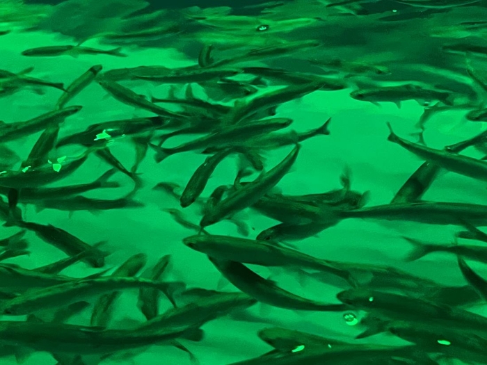 好適環境水の水槽の中を元気よく泳ぎ回るベニザケの幼魚