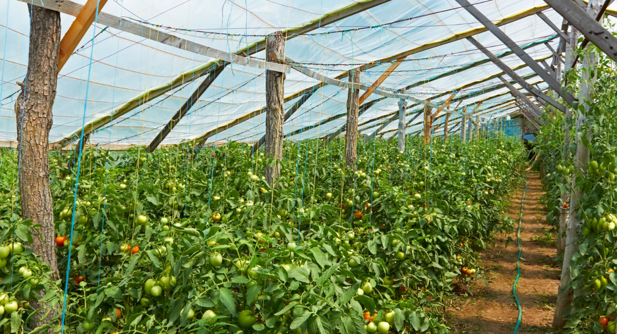 温室効果フィルムの世界市場は、予測期間中に大幅な成長を示すと推定｜CAGR 9%