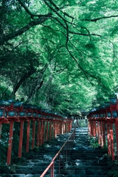 京都「貴船神社」にて新緑ライトアップを5月3日から開催　 ～境内一帯が約三千本の青もみじに包まれる新緑の名所～