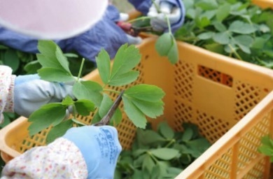 茎が入らないよう一葉一葉、丁寧に摘み取る