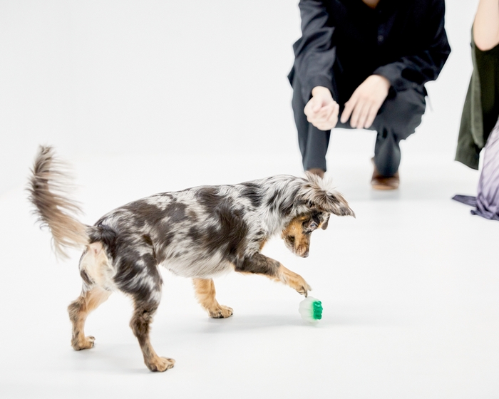 愛犬と遊びながら撮れる自然派写真 1