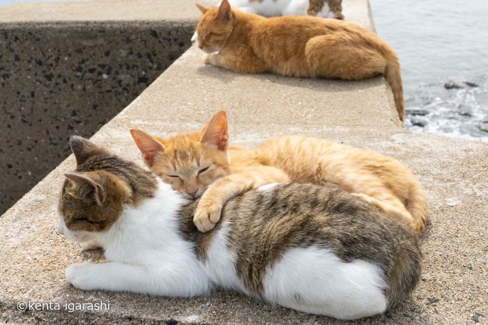 仲良さそうな猫2