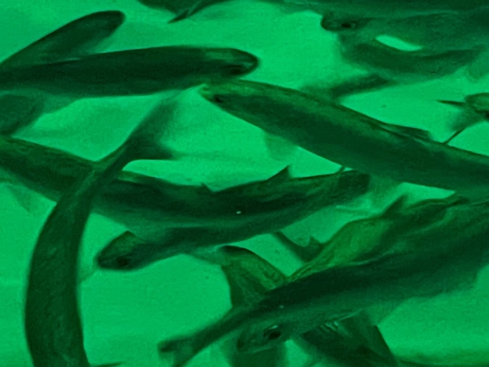 今年2月にメダカサイズだったのが今では体長が最大15㌢にも