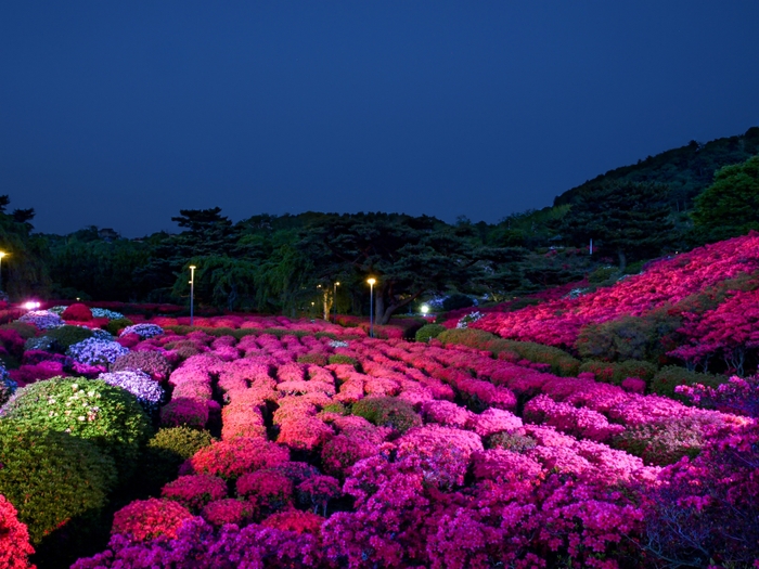 小室山公園夜つつじ