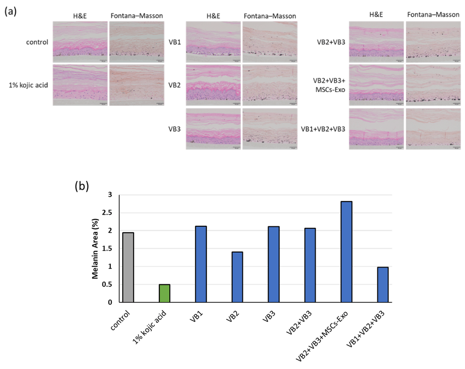 3D皮膚モデルの病理組織標本(図2)