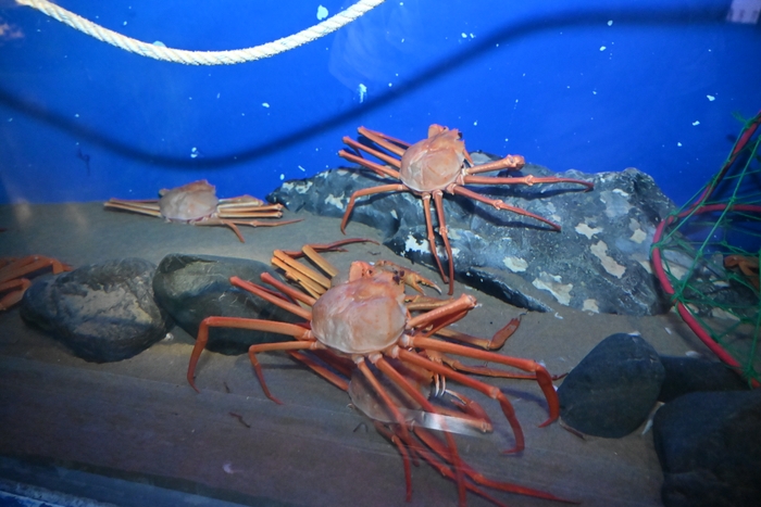紅ズワイガニの展示