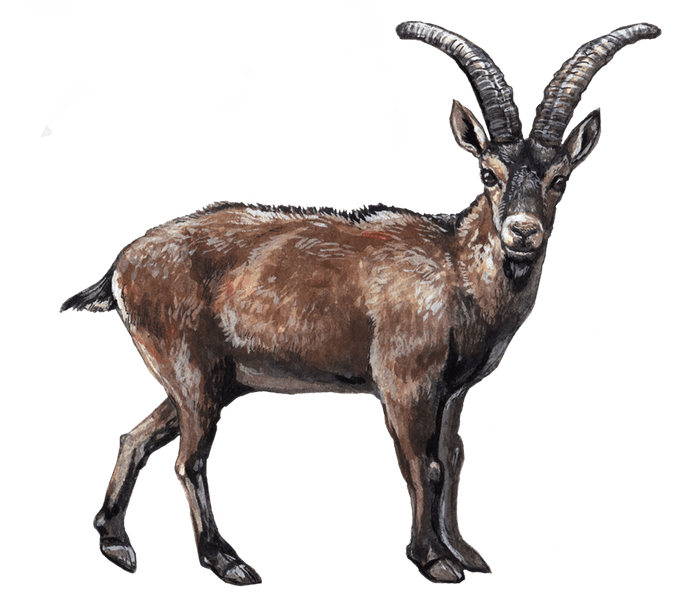 ピレネーアイベックス