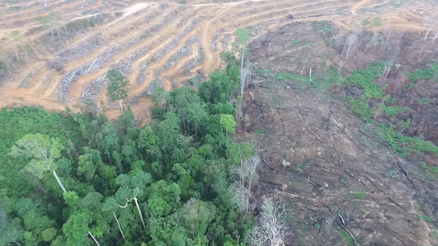 破壊された森林 提供:プランテーション・ウォッチ/abovo/COP