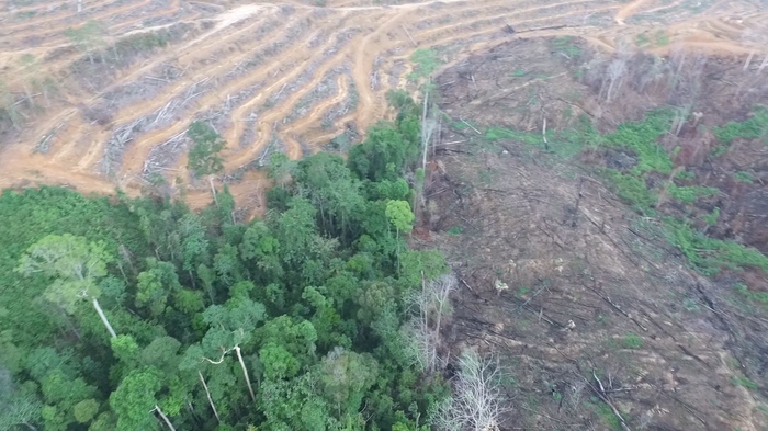 破壊された森林 提供:プランテーション・ウォッチ/abovo/COP