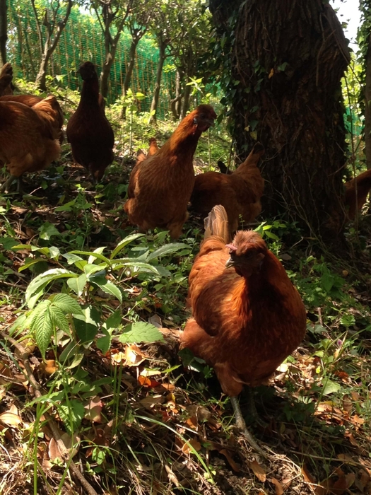 【たまご牧場 地鶏ふれあい広場】