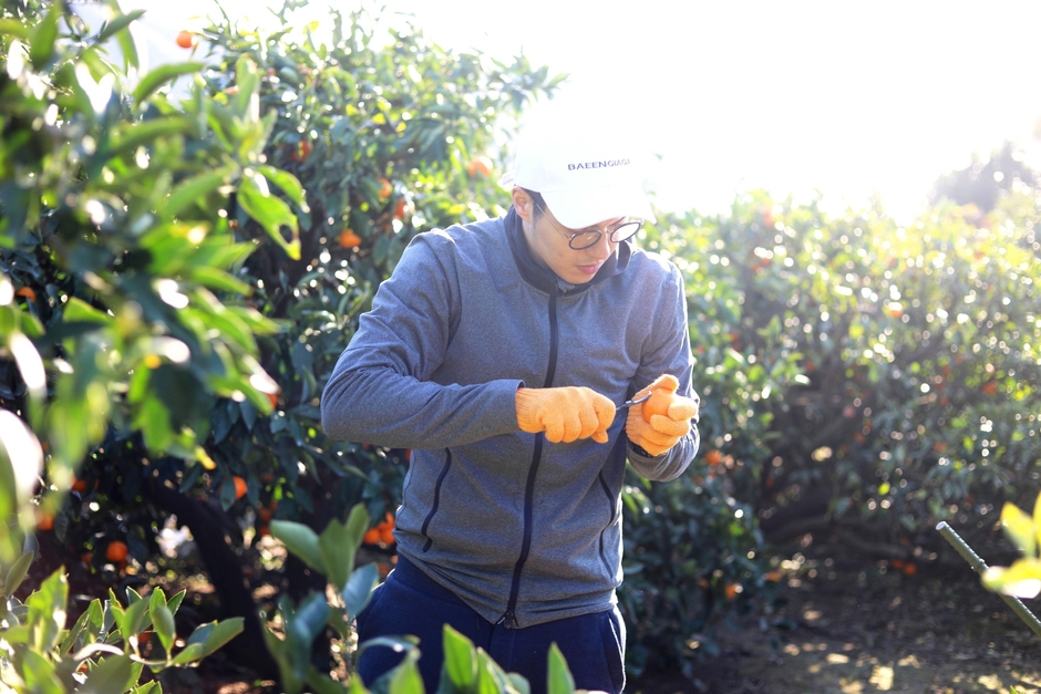 みかん収穫作業の様子