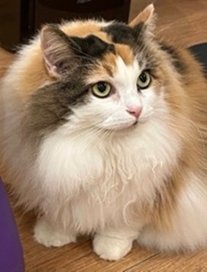 図1.三毛猫
