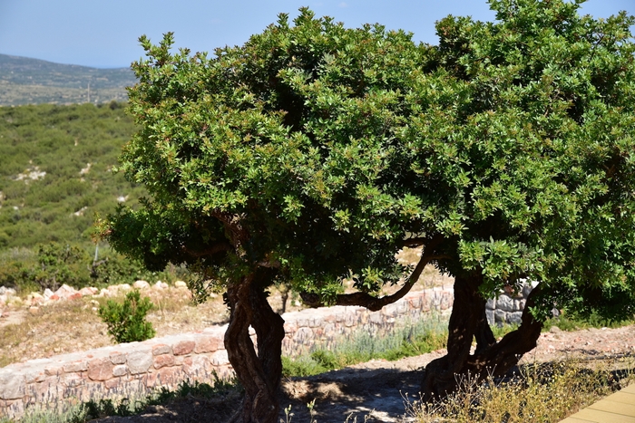 マスティハの樹