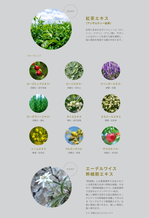 TEA HERB
