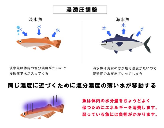 浸透圧調整