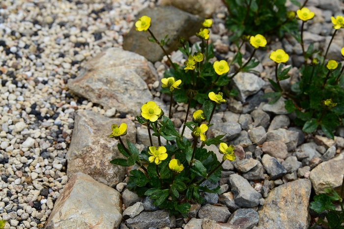 タカネキンポウゲ 絶滅危惧ⅠB類