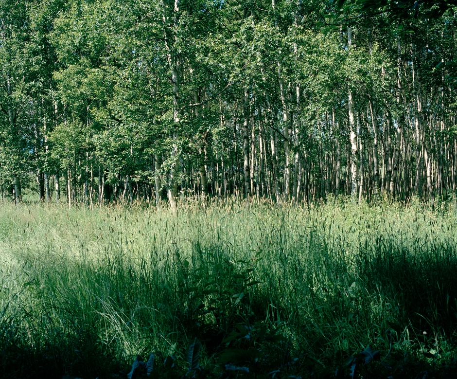 「ひつじの時刻、北風、晴れ」より from the series "Hour of the Sheep, North Wind, Sunny" 2018