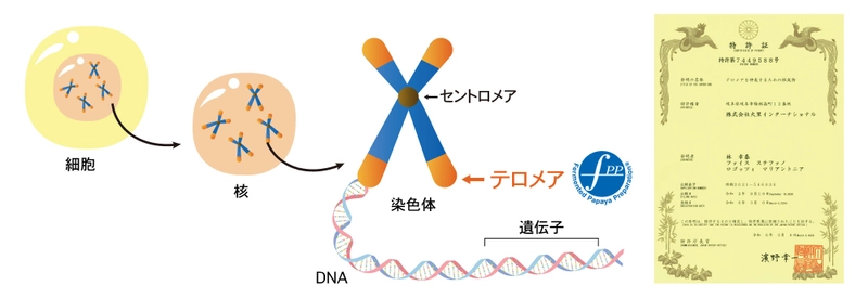 Healthy Agingを目指して　 FPPが『テロメアを伸長するための組成物』として 日本国特許取得