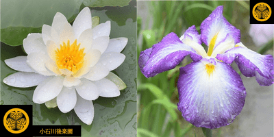 瑞々しい睡蓮と花菖蒲
