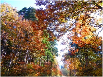 「立山の紅葉と歴史をめぐる旅」でこの時季だけの絶景を 見どころ満載の散策ルートとパワースポットでリフレッシュ！