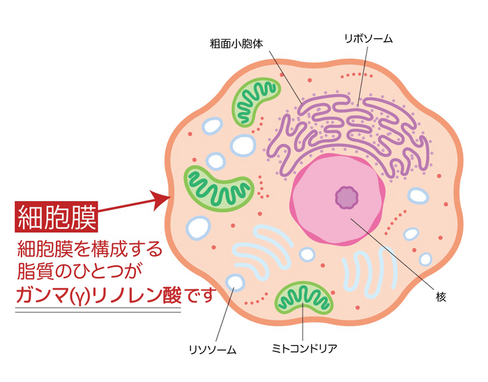 ガンマ(γ)リノレン酸の特徴