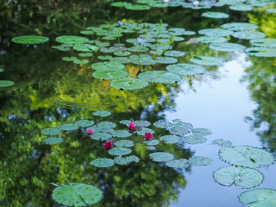 9月の水の庭(3)