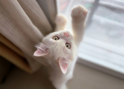 猫イメージお留守番