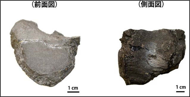 今回発見された化石の実物写真